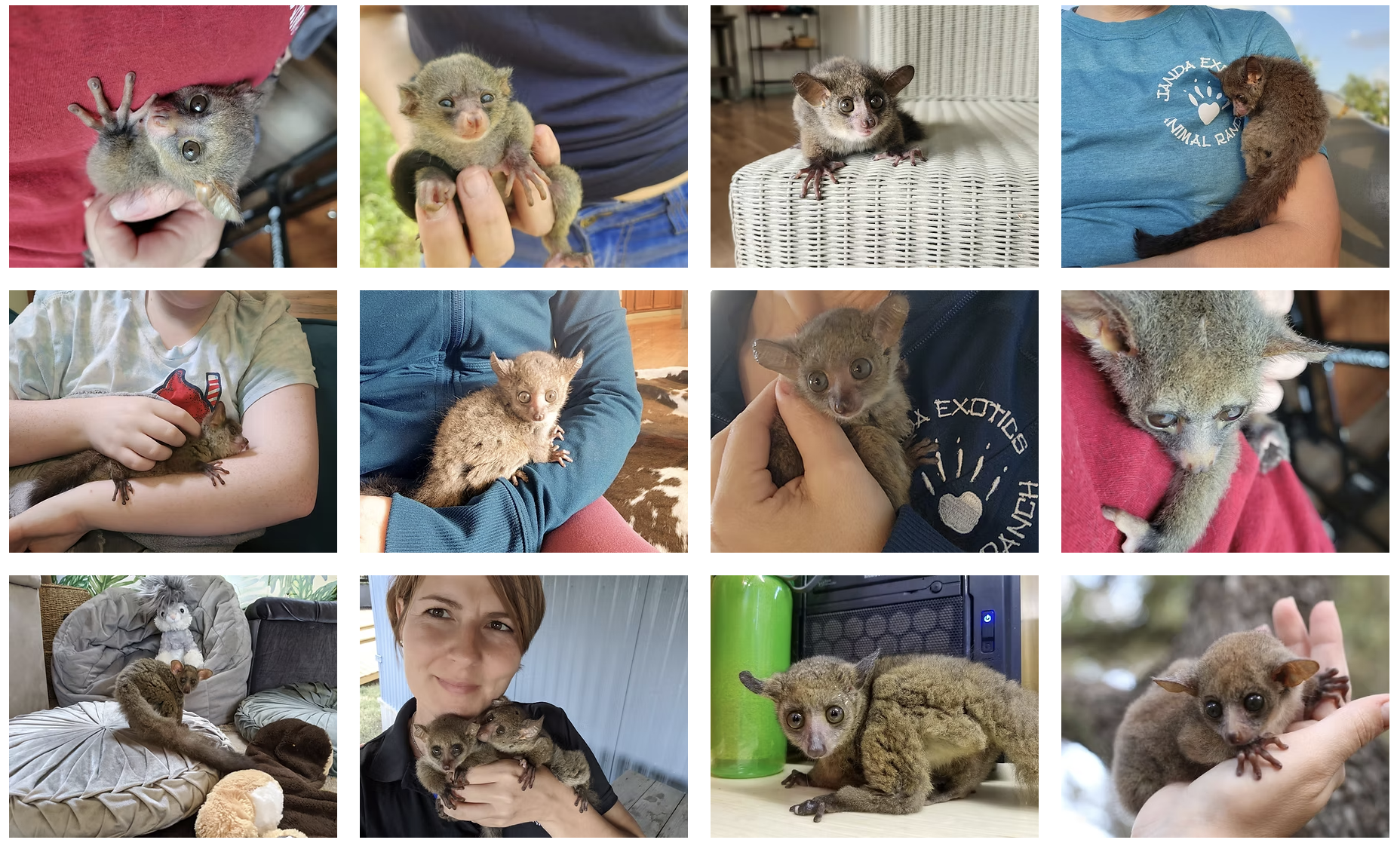 galagos kaufen deutschland
