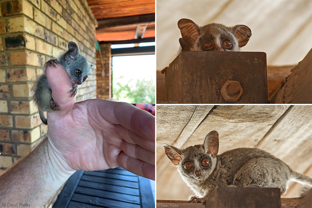 galagos in deutschland kaufen
