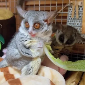 03 Monate alte Senegal-Galago (Bush Baby) Kaufen