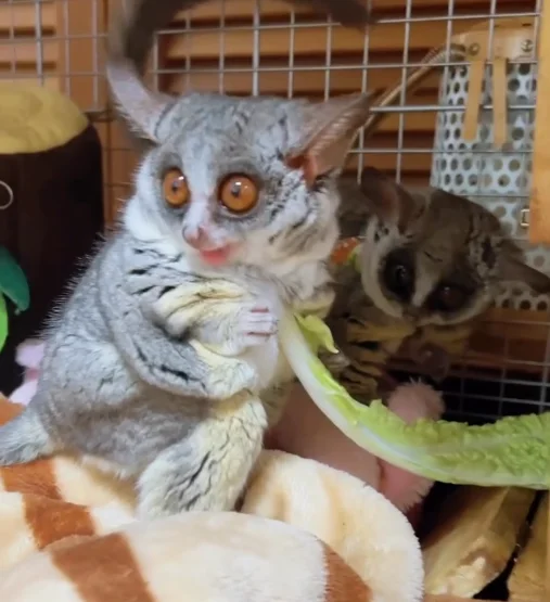 03 Monate alte Senegal-Galago (Bush Baby) Kaufen