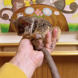03 Monate altes Galago Kaufen