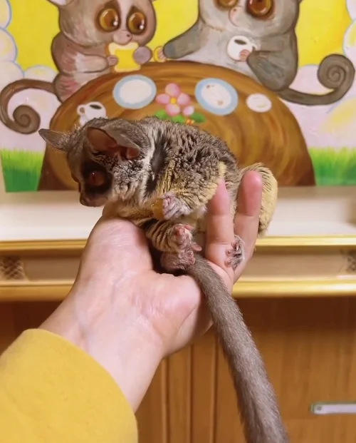 03 Monate altes Galago Kaufen