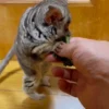 2 Monate alt, Schöner Domestizierter Buschbaby Kaufen