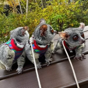 2 Monate alte Galago-Geschwister, 2 Männchen & 1 Weibchen