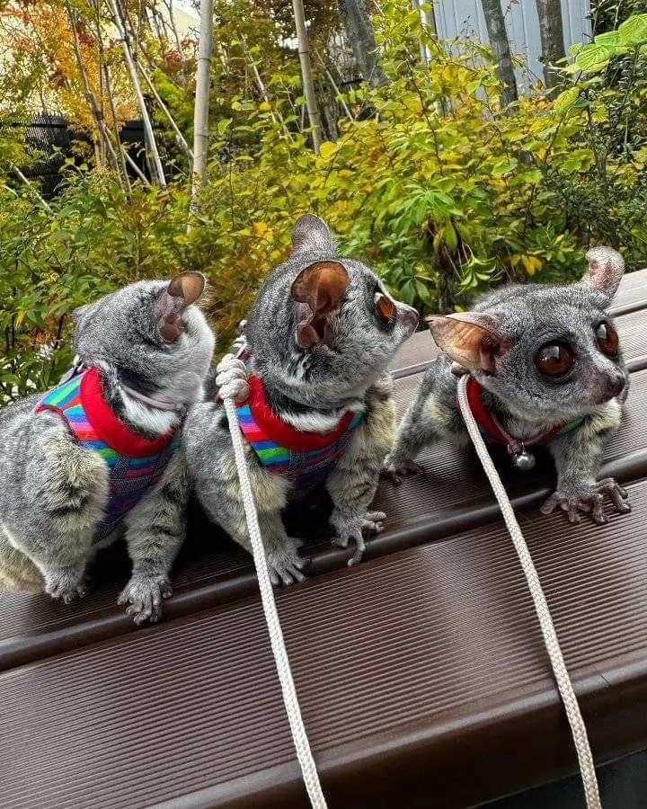 2 Monate alte Galago-Geschwister, 2 Männchen & 1 Weibchen