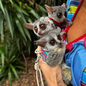 2 Monate alte Galago-Geschwister, 2 Männchen & 1 Weibchen