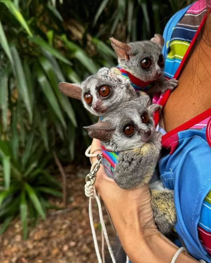 2 Monate alte Galago-Geschwister, 2 Männchen & 1 Weibchen